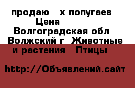 продаю 2-х попугаев › Цена ­ 1 000 - Волгоградская обл., Волжский г. Животные и растения » Птицы   